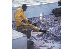 Image Small-scale fisheries important nutrient contribution